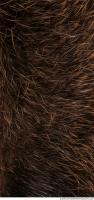 fur nutria 0003